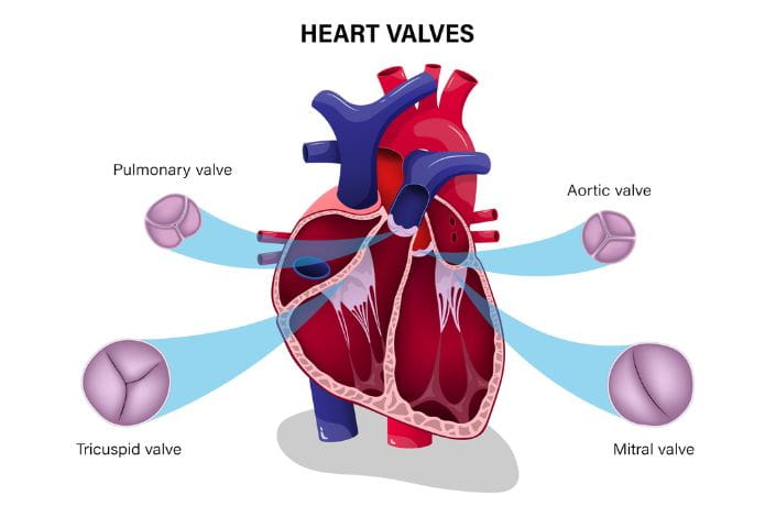 Illustration of the heart and its valves.